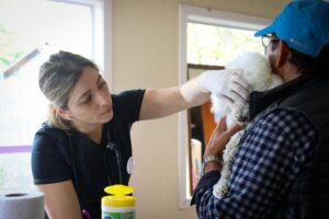 Subdere impulsa la protección animal a través de Fondo Concursable 2024