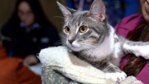 Operativo Felino: Un encuentro  de amor y cuidado de los “michis”
