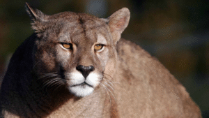 Reportaron hallazgo de puma que habría sido asesinado en Torres del Paine