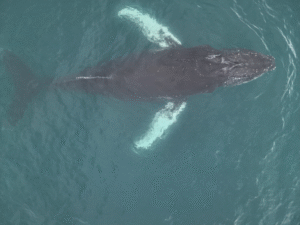 ¿Ballenas antárticas contaminadas con mercurio?