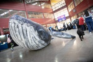 Feria Expomar 2025 invita a descubrir el mundo marino
