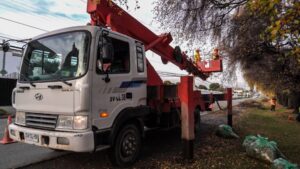 Punta Arenas refuerza seguridad con la poda de más de 800 árboles