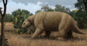 Revelan datos inéditos de los perezosos gigantes que vivieron en la Patagonia