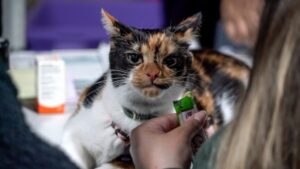 Municipalidad trabaja en ambicioso plan para la esterilización de mascotas