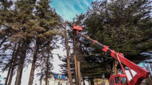 Municipio realiza tala preventiva de antiguo ciprés por riesgo de caída