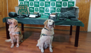 Recibió cerca de 20 kilos de drogas por encomienda y terminó tras las rejas