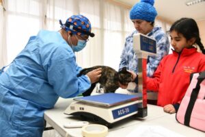 Lanzan programa gratuito para esterilizar mascotas