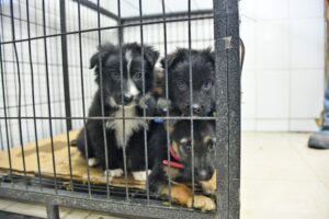 Dejan siete cachorros abandonados en la Municipalidad de Punta Arenas