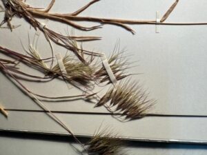 INIA Kampenaike y UDEC estrechan lazos para proteger biodiversidad