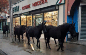 Municipio acusó al SAG de incumplimiento de compromiso por caballos sueltos