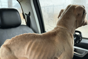 Municipalidad y PDI rescataron a pitbull víctima de maltrato animal