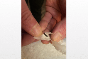 Cliente denuncia presencia de fecas de ratón en pollo