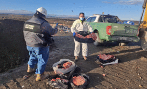Cinco detenidos por transportar 81 kilos de carne faenada clandestinamente en Tierra del Fuego