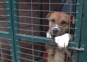 50 perritos esperan una segunda oportunidad en Punta Arenas