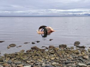Sernapesca descartó riesgo para la salud ante hallazgo de ballena muerta