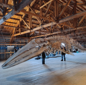“Magallanes en 100 palabras” invita a visita gratis por museo natural de Río Seco