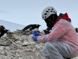 Investigadores que lograron secuenciar el genoma de la influenza aviar en la Antártica publican en destacada revista internacional
