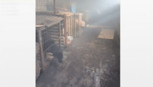 Denuncian presunto maltrato animal  en el Barrio Industrial de Punta Arenas