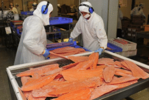 Industria salmonera chilena crece en valor de exportaciones y afianza presencia global