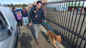 PDI ejecutó rescate de perro abandonado en vivienda del Barrio Sur