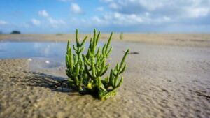 Relevan propiedades de planta nativa  “Salicornia magellanica”