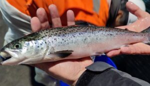Alerta argentina por salmones escapados desde criaderos chilenos