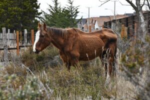¿Qué opinas? Maltrato animal en la mira tras muerte de caballo