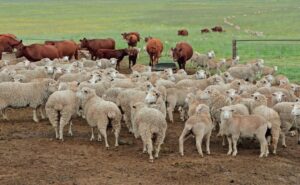Agosto marcado por el repunte del ganado ovino y caída en producción de carne bovina