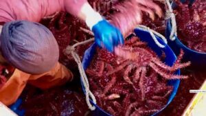 Pescadores y autoridades reaccionan a la acusación de colusión en la centolla