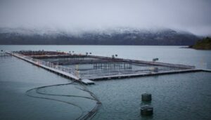 67 concesiones de salmón vigentes en Magallanes están en peligro