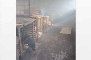 Encargada de refugio de animales se defiende de acusaciones de maltrato
