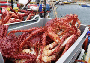Colusión en Magallanes: FNE acusa  a empresas de fijar precios de la  centolla a espaldas de los pescadores