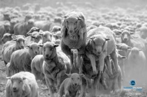 Patagonia: ovejas, depredadores y un futuro que se decide en silencio