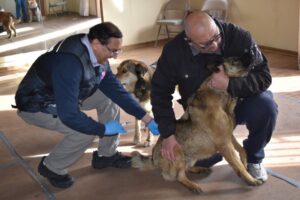 Se disparan mordeduras de animales a personas: cifras podrían superar las de 2024
