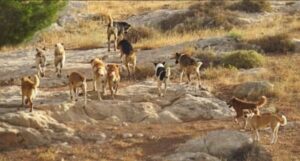 Ante crisis de perros asilvestrados SAG y Seremi de Agricultura advierten que legislación actual es insuficiente