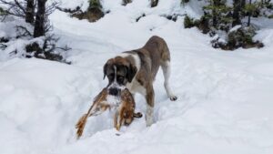 Especialista denuncia impacto de perros asilvestrados en áreas protegidas