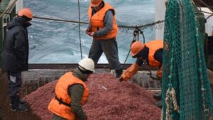 Pesca y acuicultura de Magallanes crecen un 33,9% impulsadas por el regreso del krill