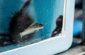 Punta Arenas tendrá un acuario antártico único en América Latina