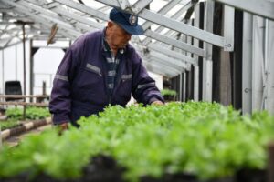 Punta Arenas florece con 15 mil nuevas plantas gracias al Vivero Municipal