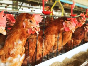 Gripe aviar obliga a sacrificar a más de 150 mil animales en Alemania
