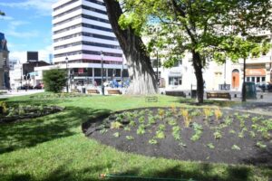Punta Arenas inicia plantación de 10 mil flores para embellecer la ciudad