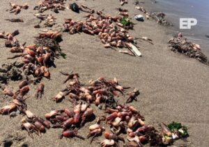 Varazón de langostinos alarma en Punta Arenas: expertos explican causas