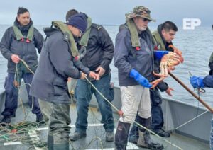 Incautan 800 metros de redes de pesca ilegal de centolla en Magallanes