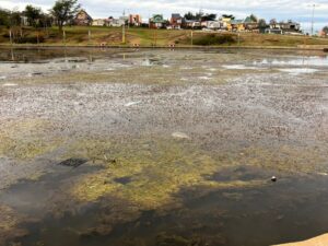 Laguna del Parque María Behety, entre el abandono y la contaminación