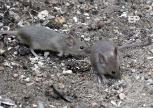 Vecinos de Punta Arenas denuncian plaga de ratones y acusan a individuo de alimentarlos