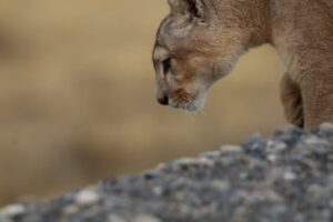Lanzan el primer Protocolo de Avistamiento Seguro de Pumas