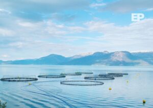 Rusia prohíbe exportaciones de cuatro salmoneras que operan en Magallanes