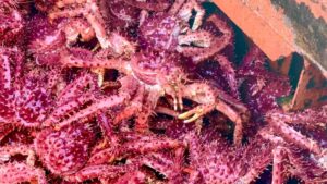 CORE aprueba investigación por presunta colusión en el mercado de la centolla