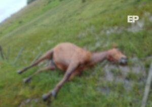 Vecinos de Punta Arenas denuncian presencia de un caballo muerto en la vía pública