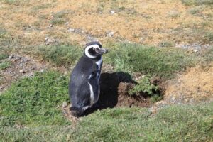 Punta Arenas lanza temporada de viajes a La Pingüinera con 40% de descuento para vecinos